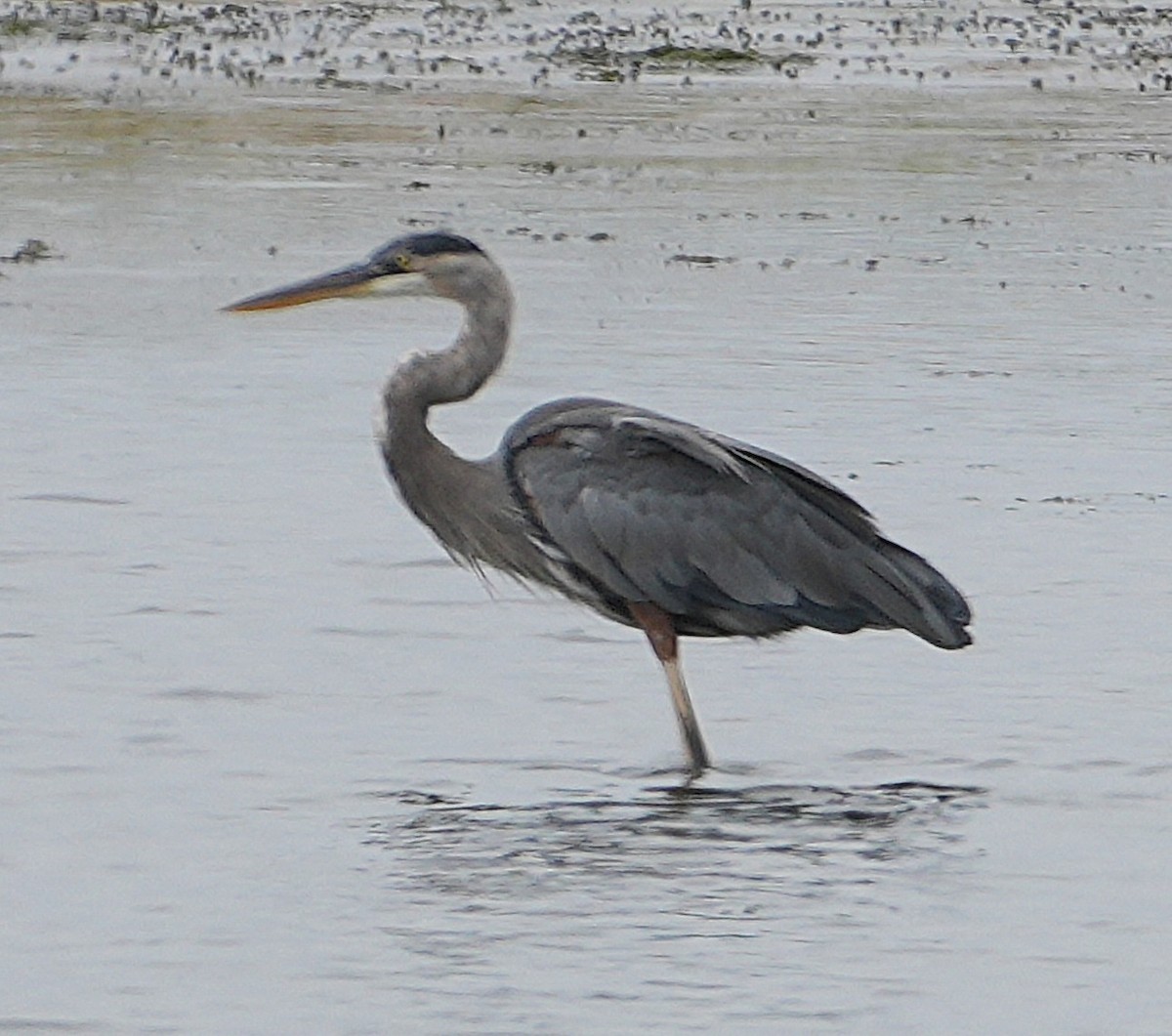 Great Blue Heron - ML642302275