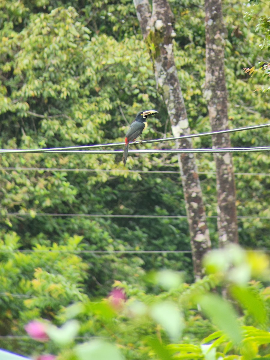 Collared Aracari - ML642302291