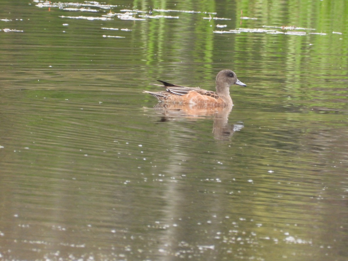 American Wigeon - ML642302310
