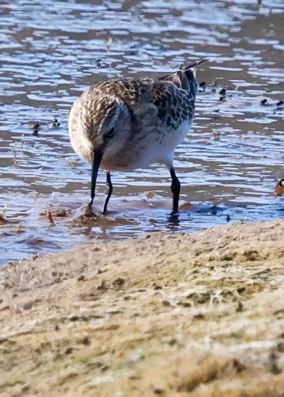 Baird's Sandpiper - ML642302321
