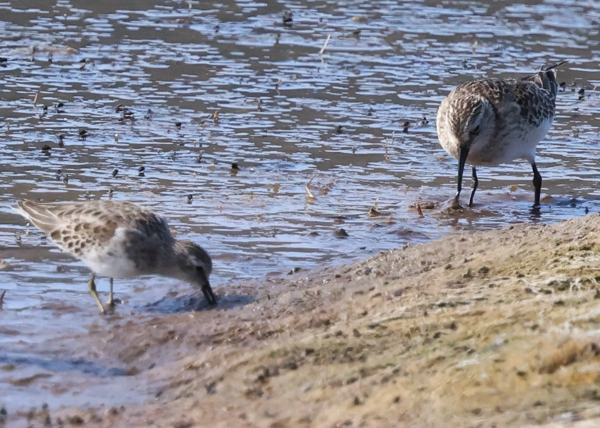 Baird's Sandpiper - ML642302323
