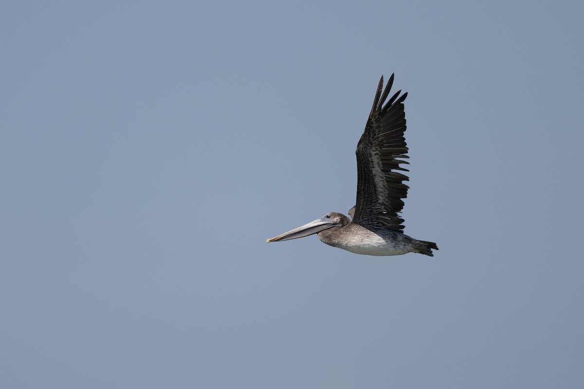 Brown Pelican - ML642302324