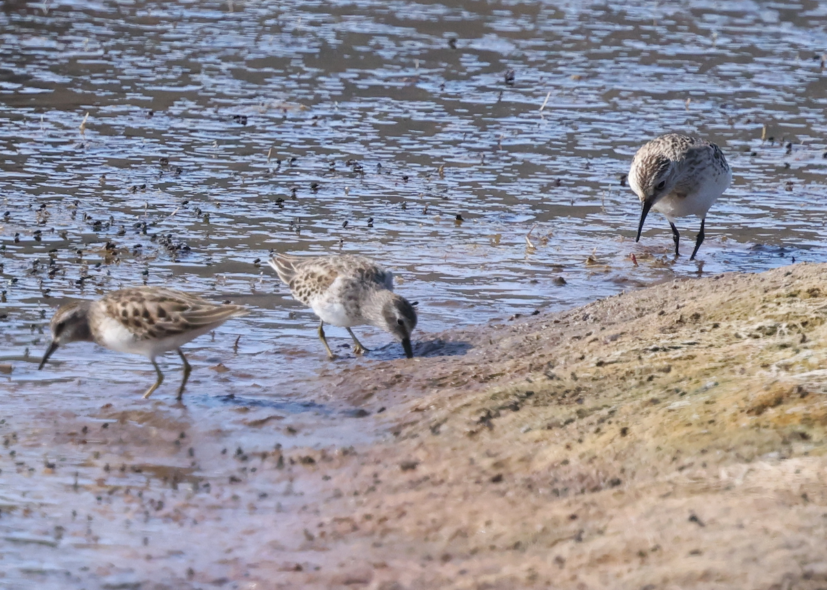Baird's Sandpiper - ML642302325