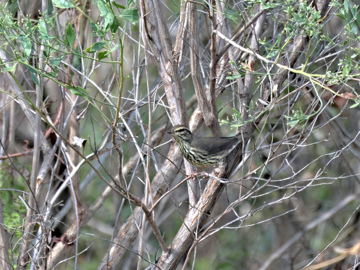 Northern Waterthrush - ML642302327