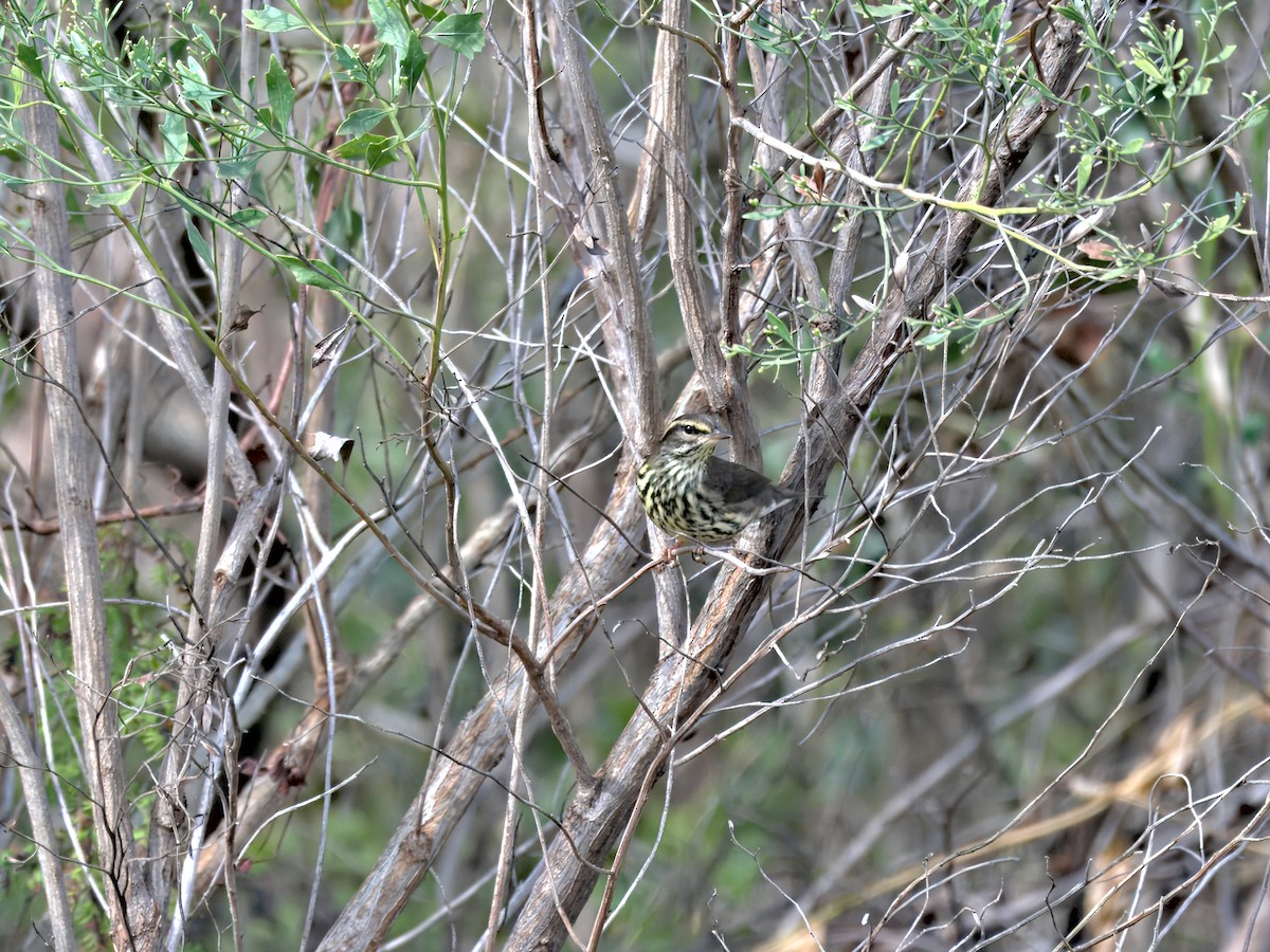 Northern Waterthrush - ML642302328