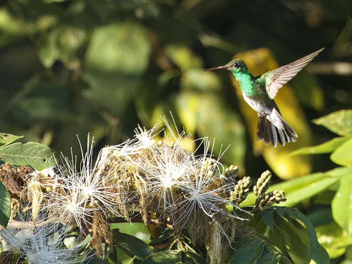 Glittering-throated Emerald - ML642302329