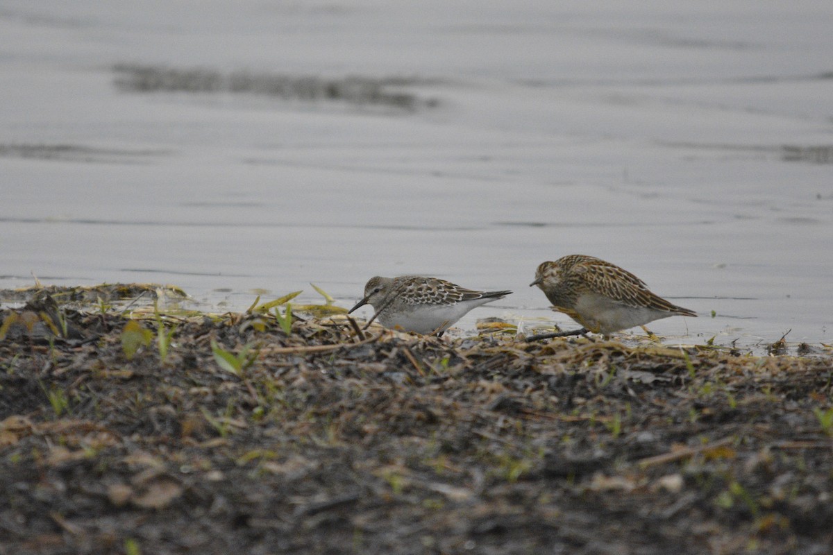 White-rumped Sandpiper - ML642302331