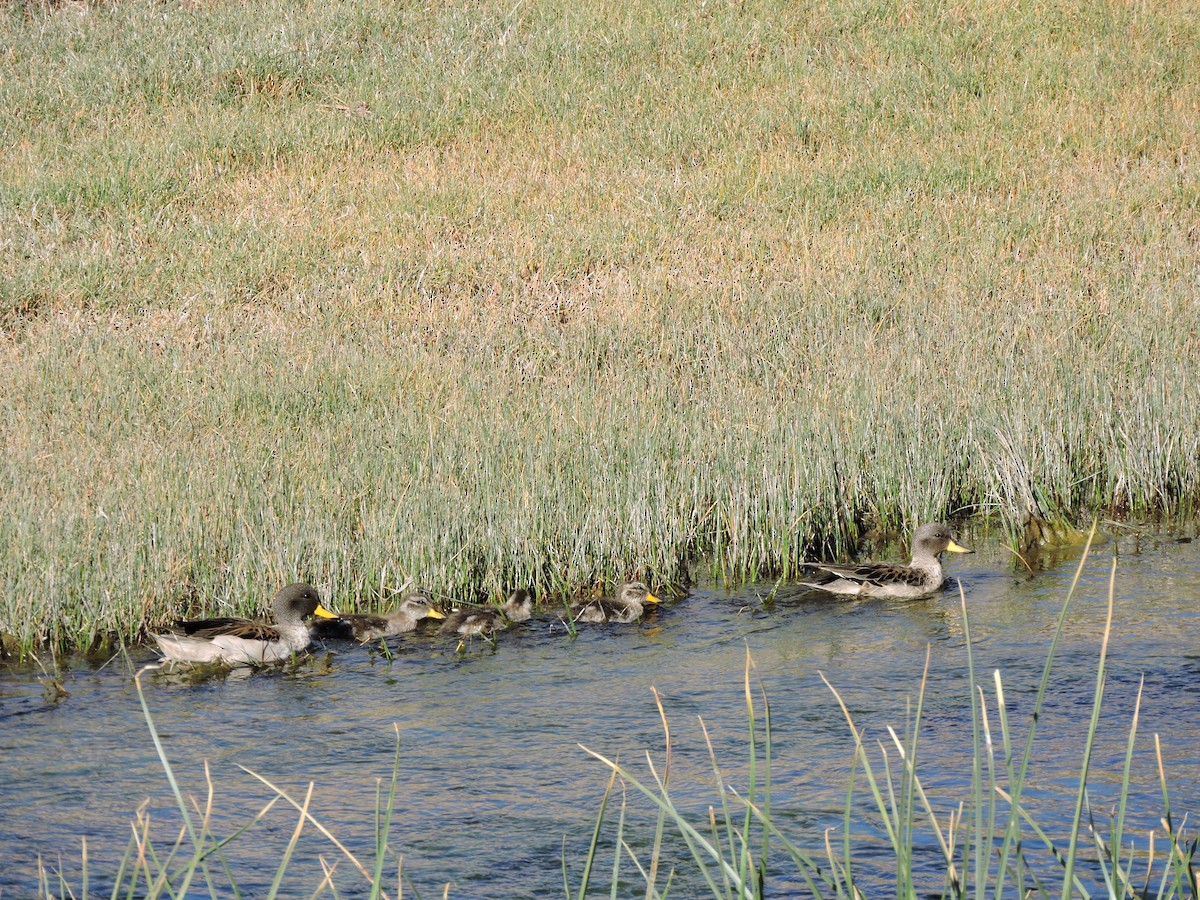 Yellow-billed Teal (oxyptera) - ML642302332