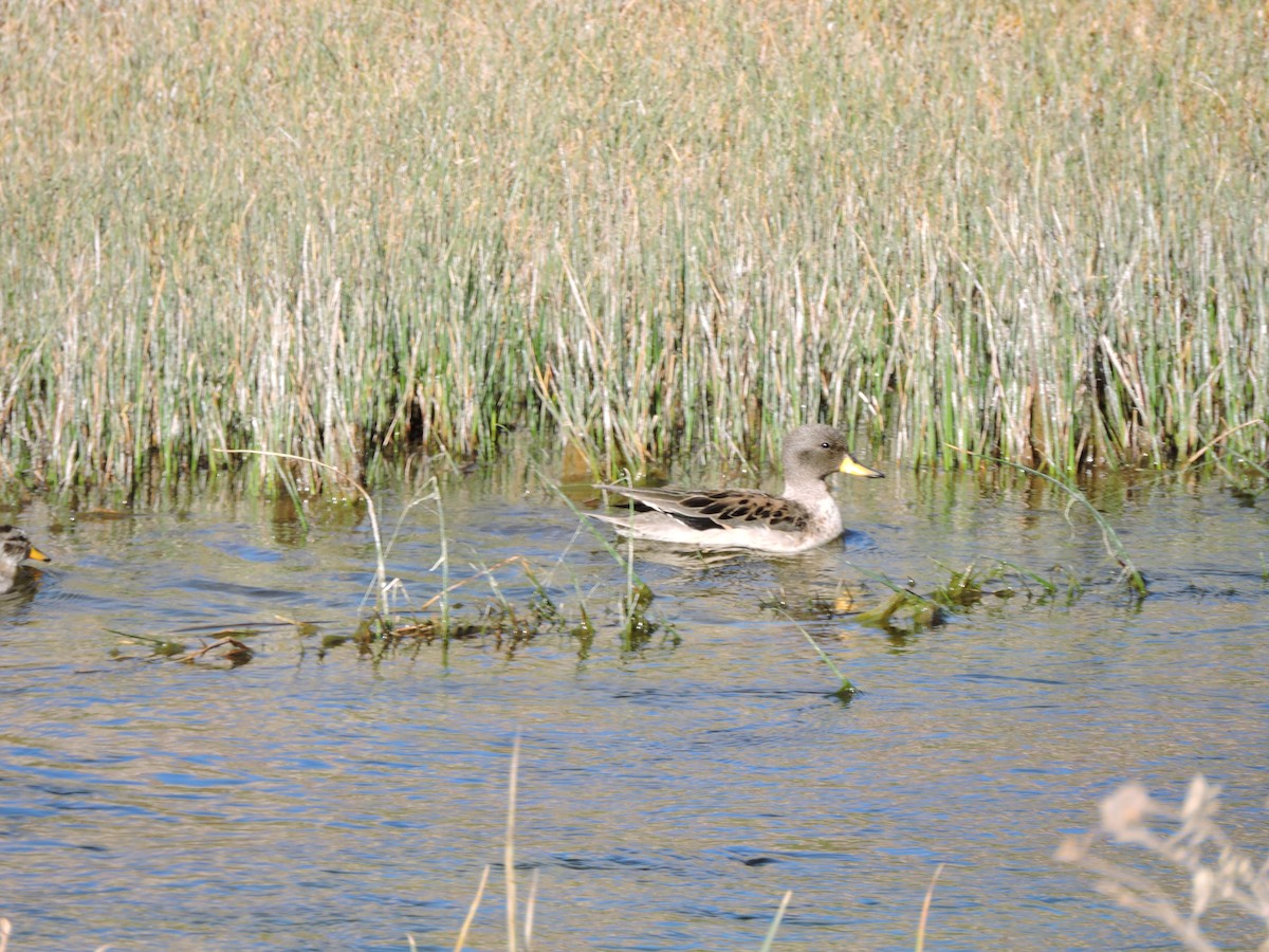 Yellow-billed Teal (oxyptera) - ML642302334
