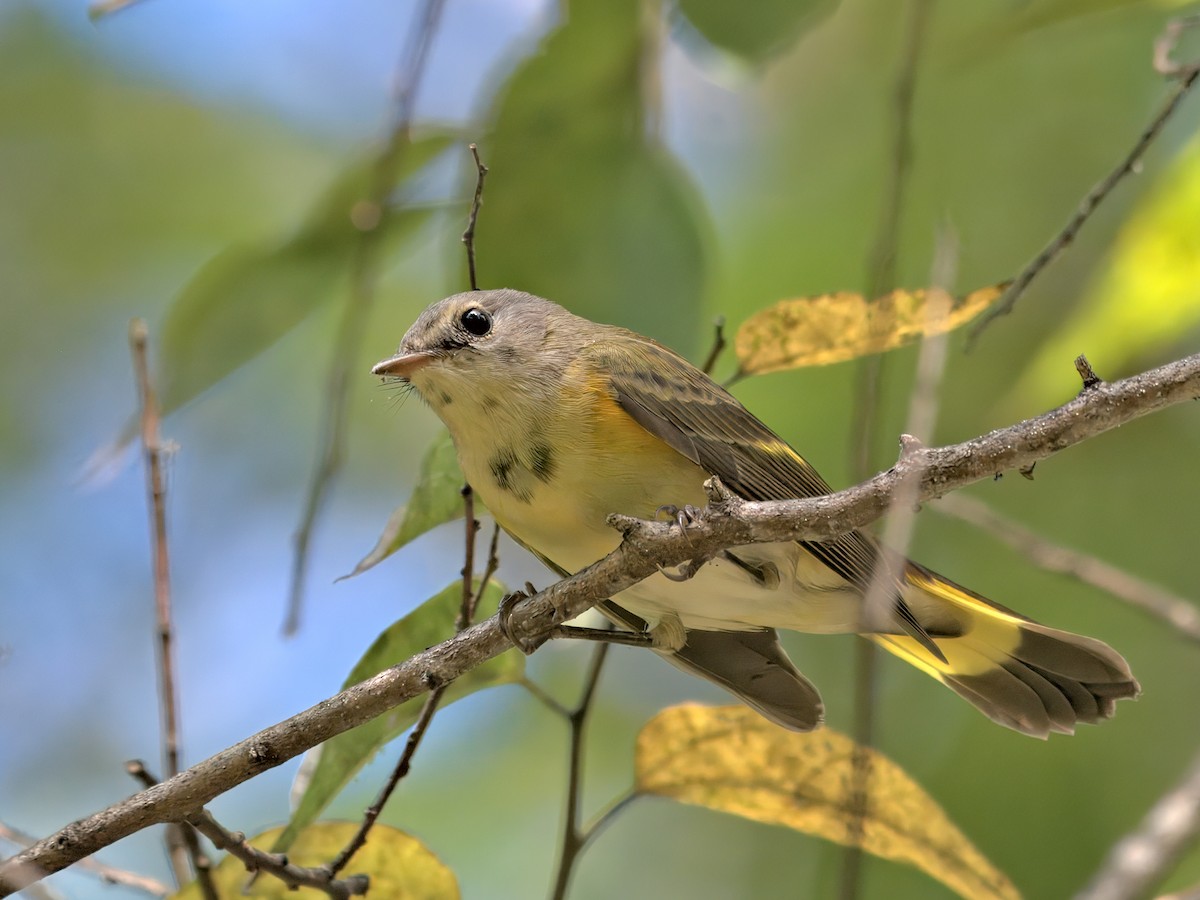 American Redstart - ML642302335