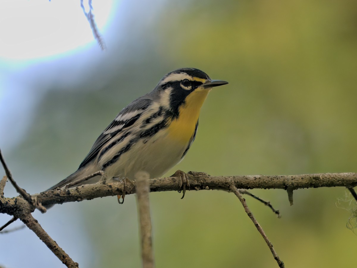 Yellow-throated Warbler - ML642302341