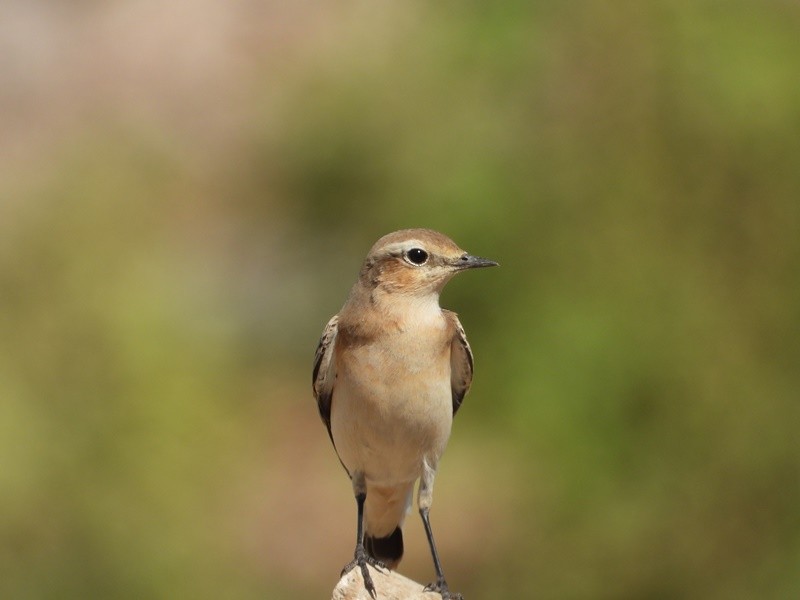 Northern Wheatear - ML642302342