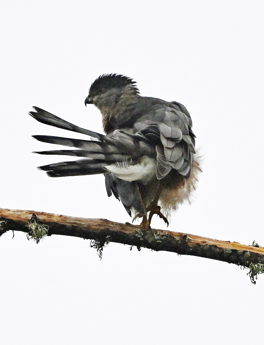 Cooper's Hawk - ML642302343