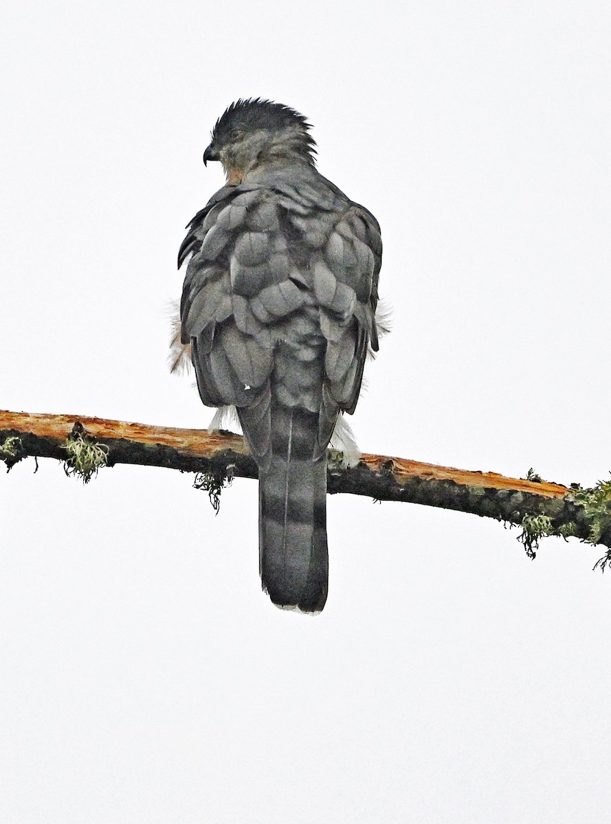 Cooper's Hawk - ML642302344