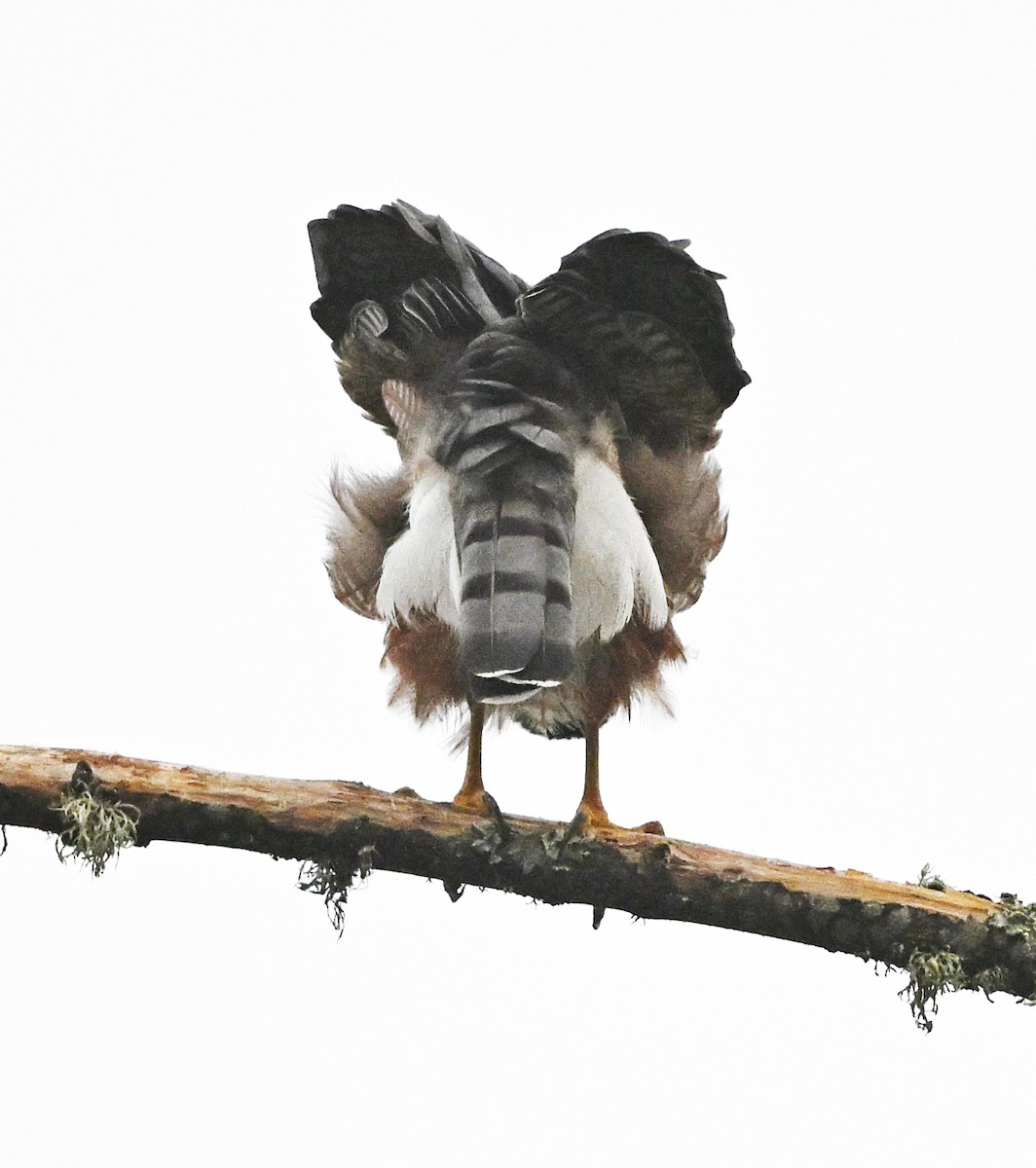 Cooper's Hawk - ML642302345