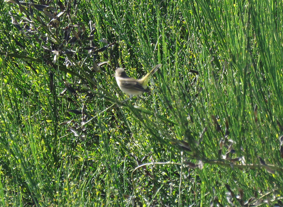 Palm Warbler - ML642302346