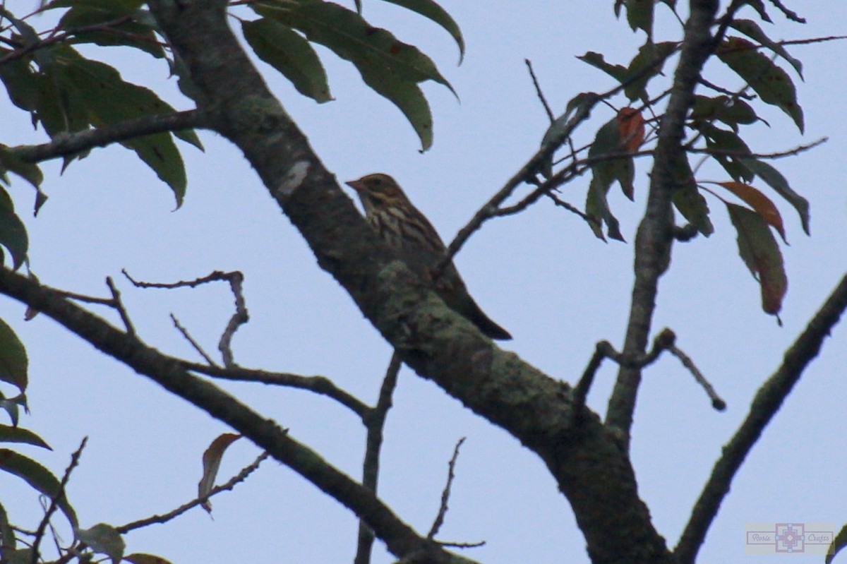 Savannah Sparrow - ML642302349