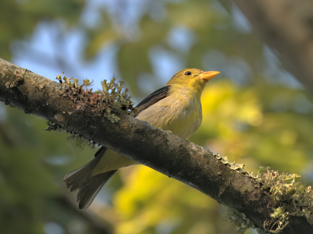Scarlet Tanager - ML642302350