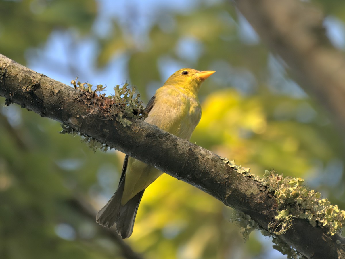 Scarlet Tanager - ML642302351