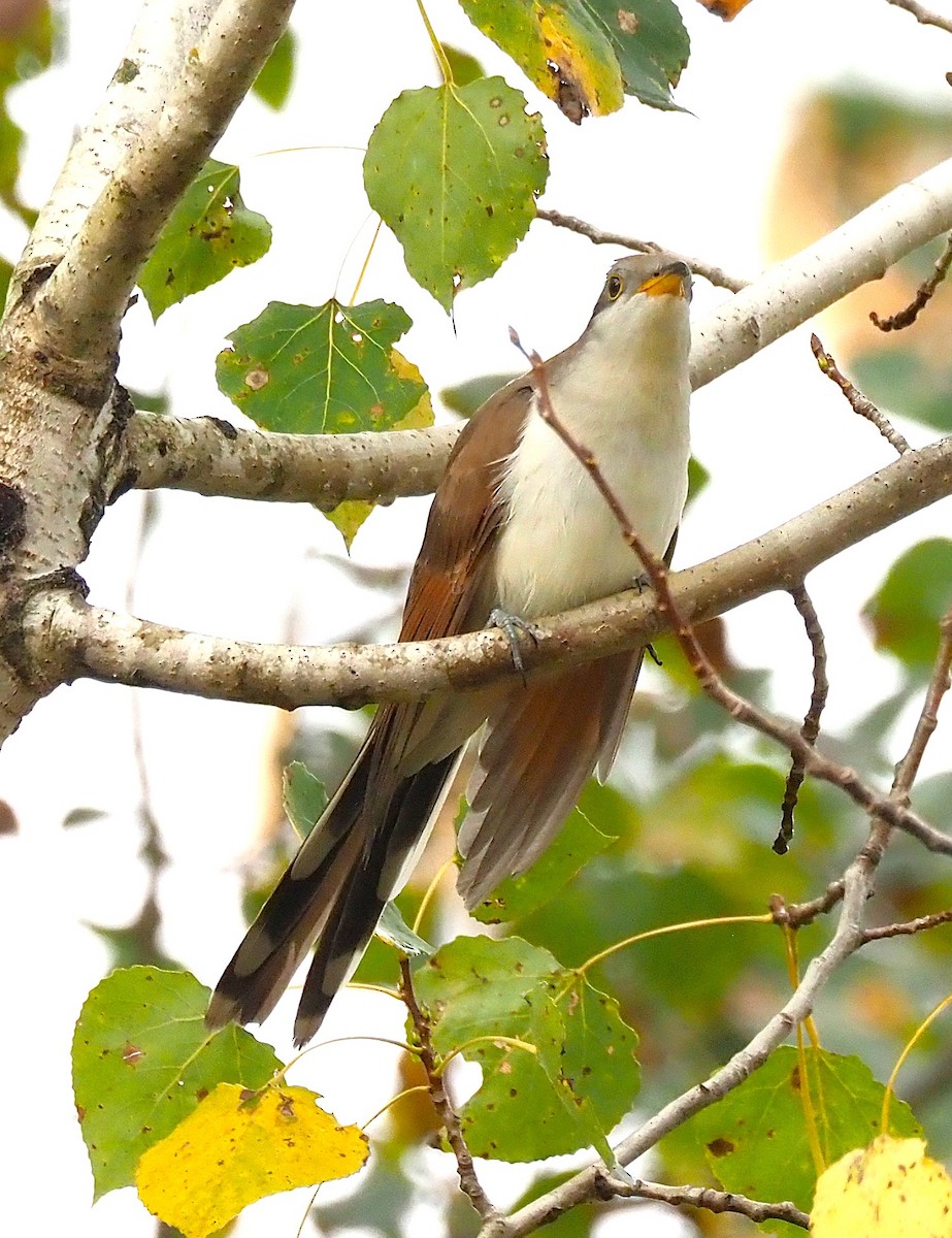 Yellow-billed Cuckoo - ML642302352