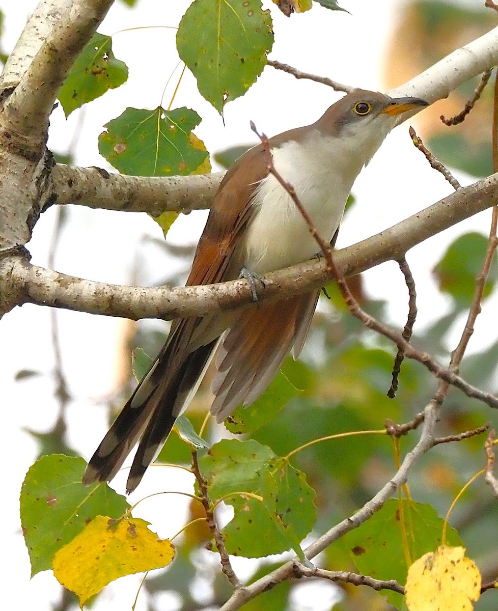Yellow-billed Cuckoo - ML642302353