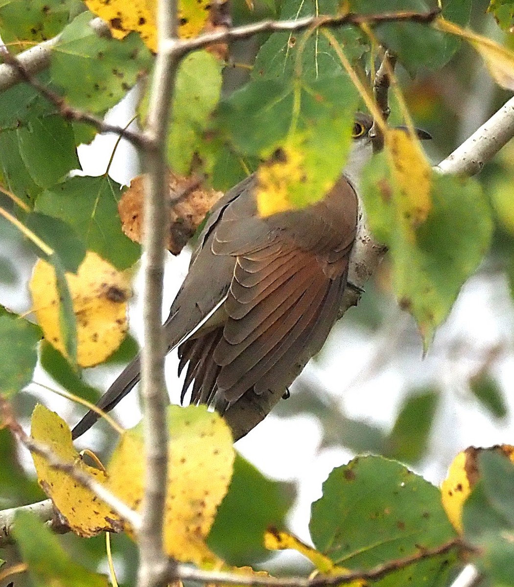 Yellow-billed Cuckoo - ML642302354