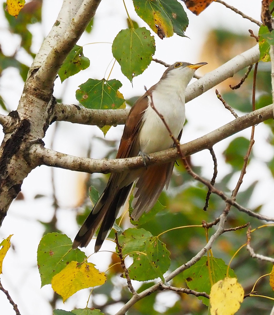 Yellow-billed Cuckoo - ML642302355