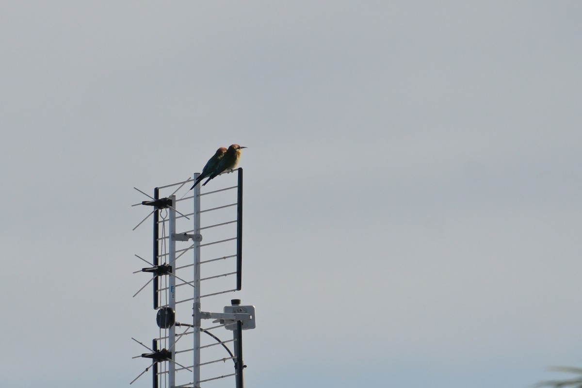 Rainbow Bee-eater - ML642302357