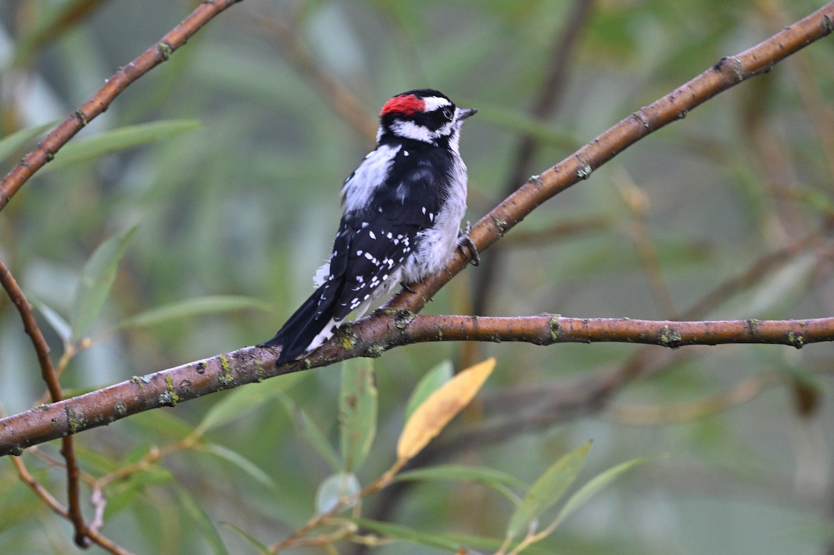 Downy Woodpecker - ML642302358