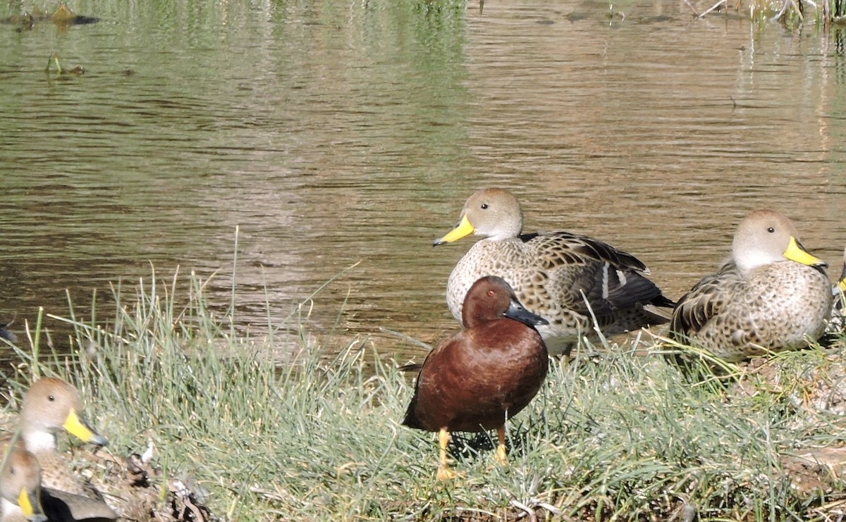 Cinnamon Teal - ML642302359