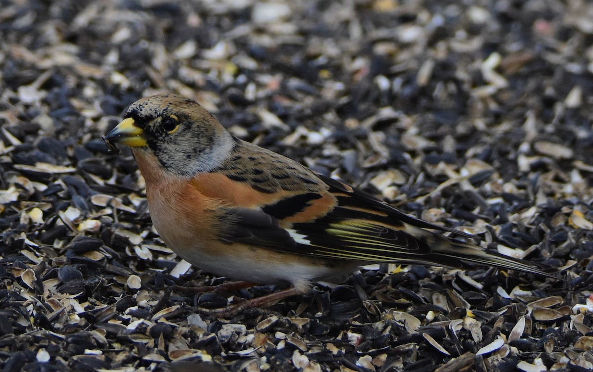 Brambling - ML642302360