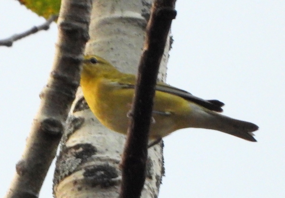 Tennessee Warbler - ML642302362