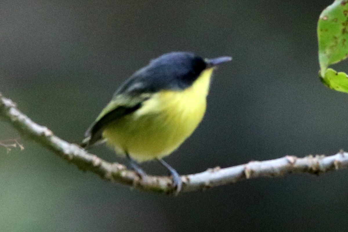 Common Tody-Flycatcher - ML642302375