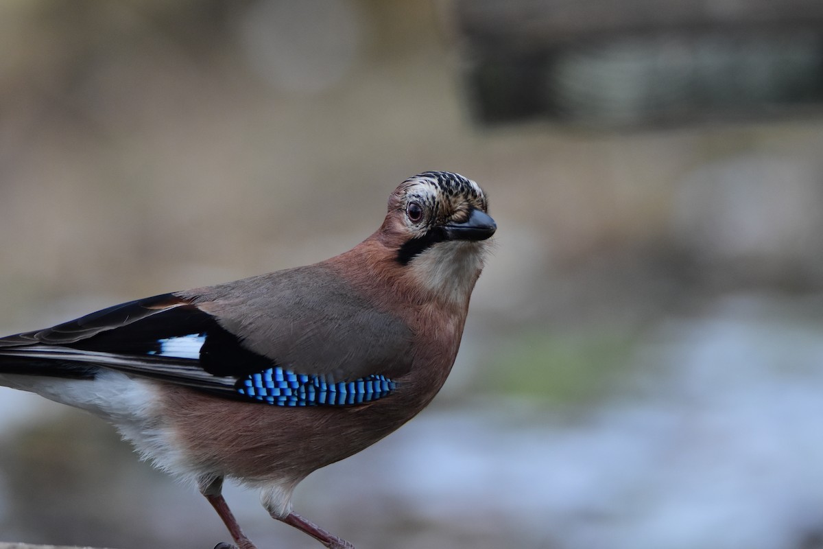 Eurasian Jay - ML642302404