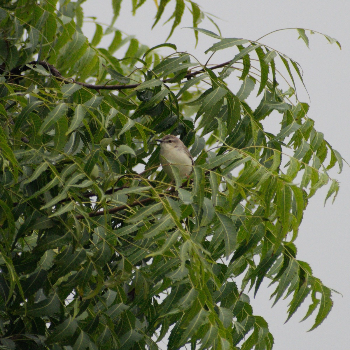 orientprinia - ML642302408