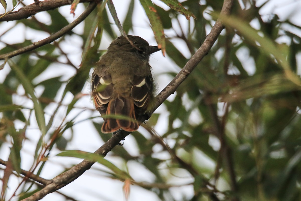 Great Crested Flycatcher - ML642302411
