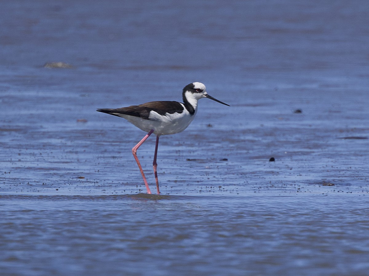 svartkronestylteløper (melanurus) (hvitkronestylteløper) - ML642302412