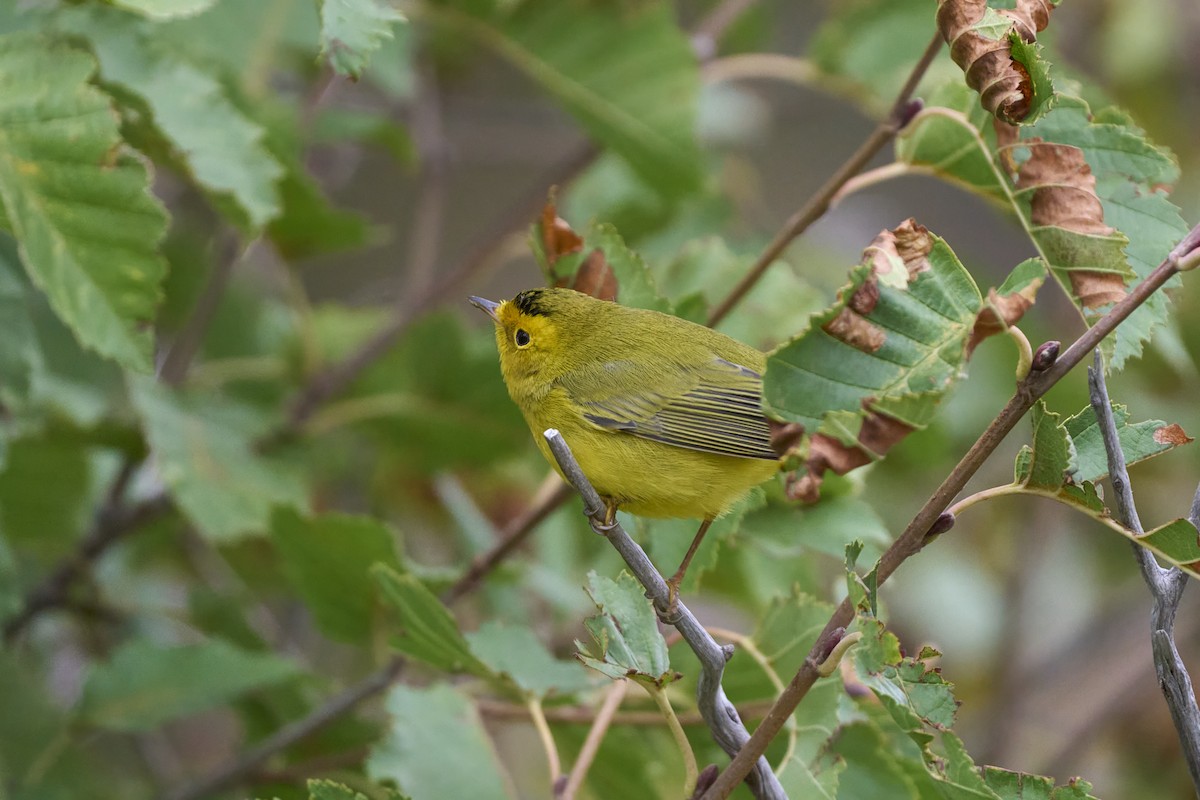 kalottparula - ML642302414