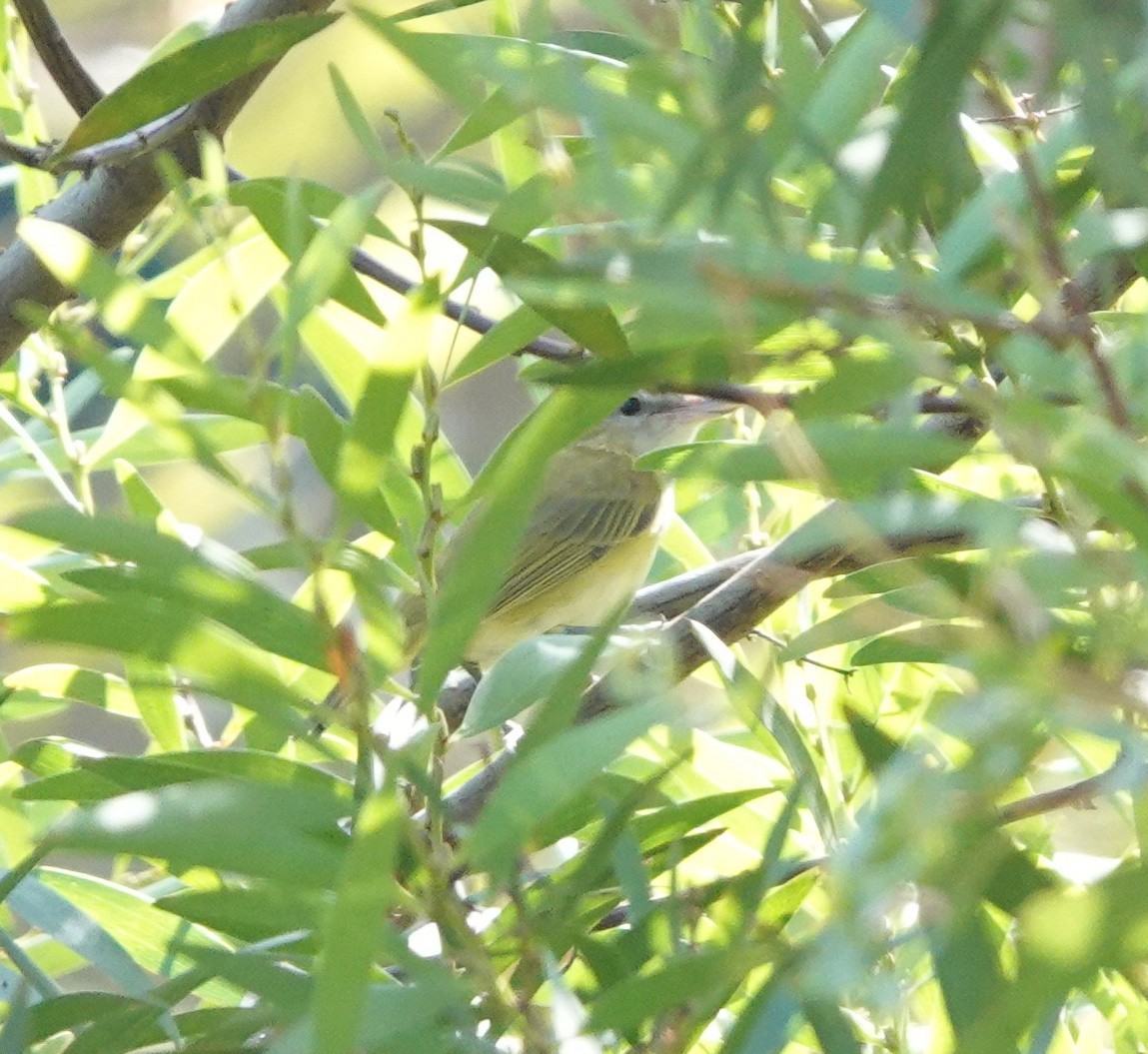 Yellow-green Vireo - ML642302415