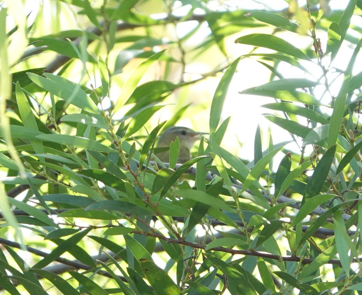 Yellow-green Vireo - ML642302416