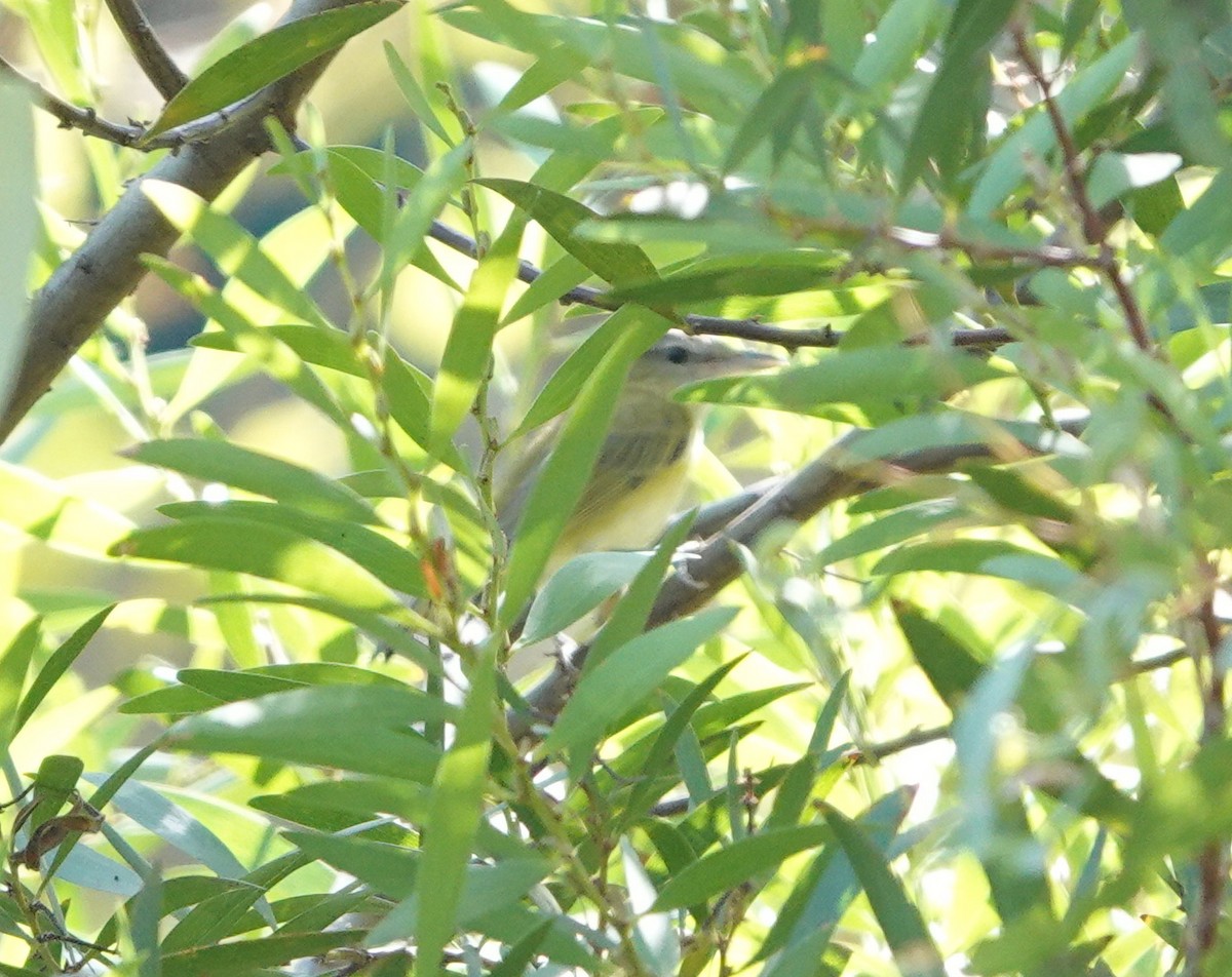 Yellow-green Vireo - ML642302417