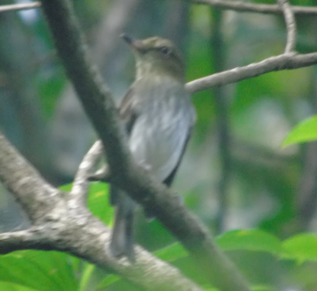 Bright-rumped Attila - ML642302421