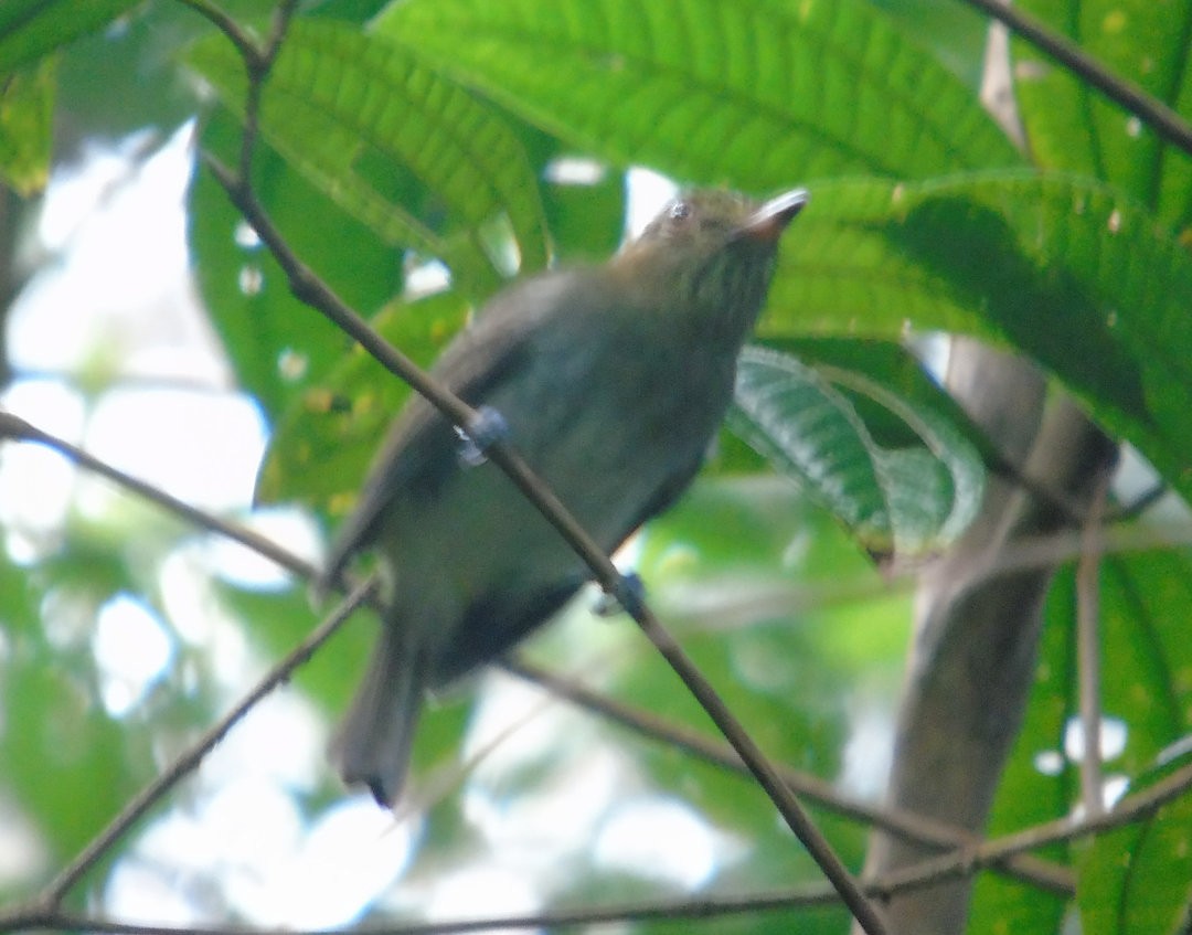 Bright-rumped Attila - ML642302422