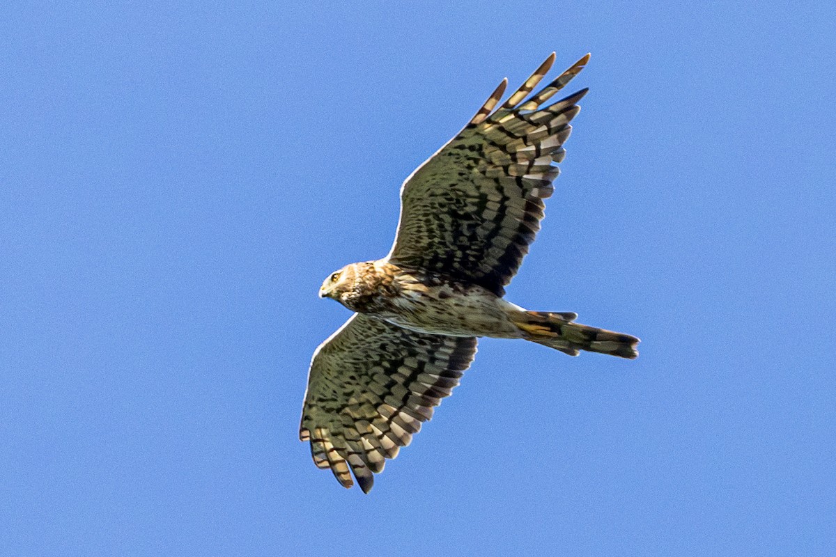 mørkmyrhauk - ML642302427