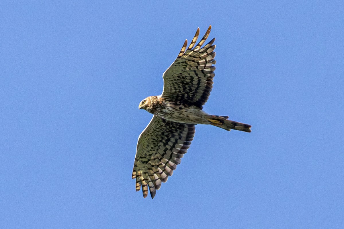 mørkmyrhauk - ML642302430