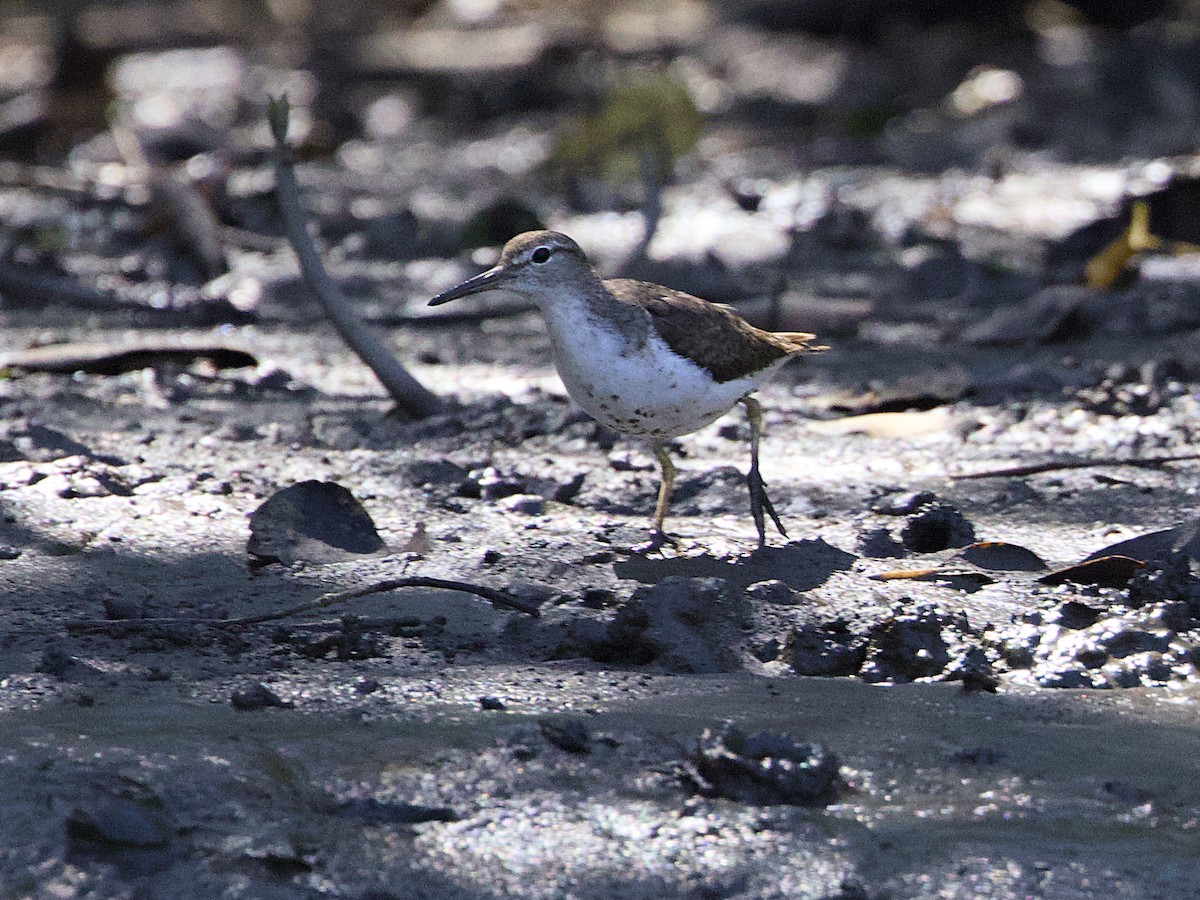 flekksnipe - ML642302432