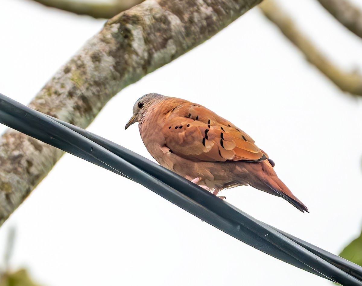 Ruddy Ground Dove - ML642302466