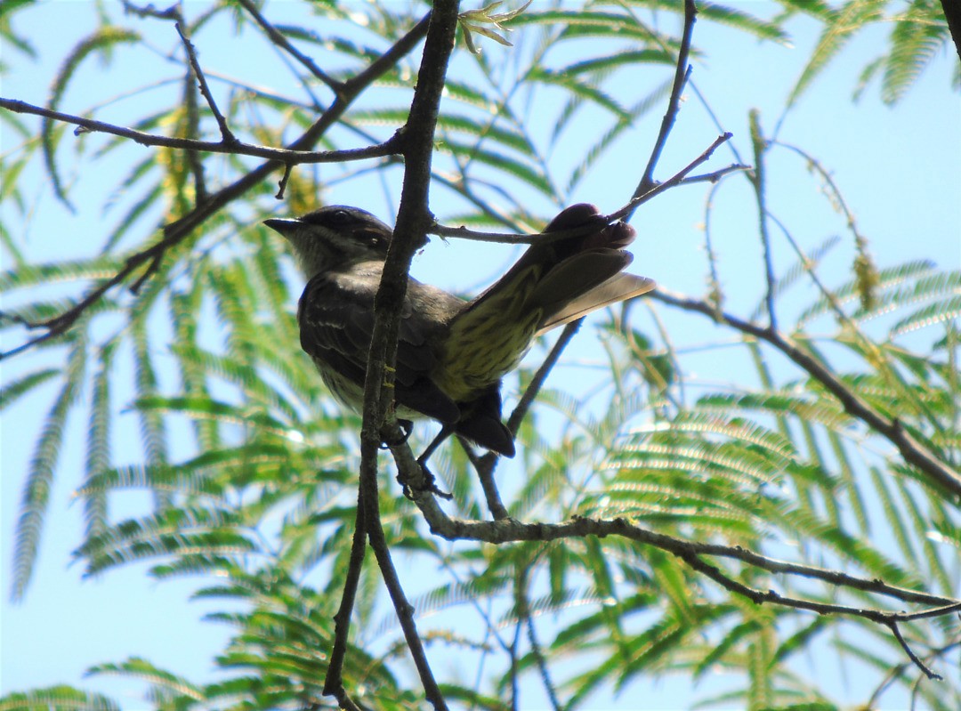 Piratic Flycatcher - ML642302467