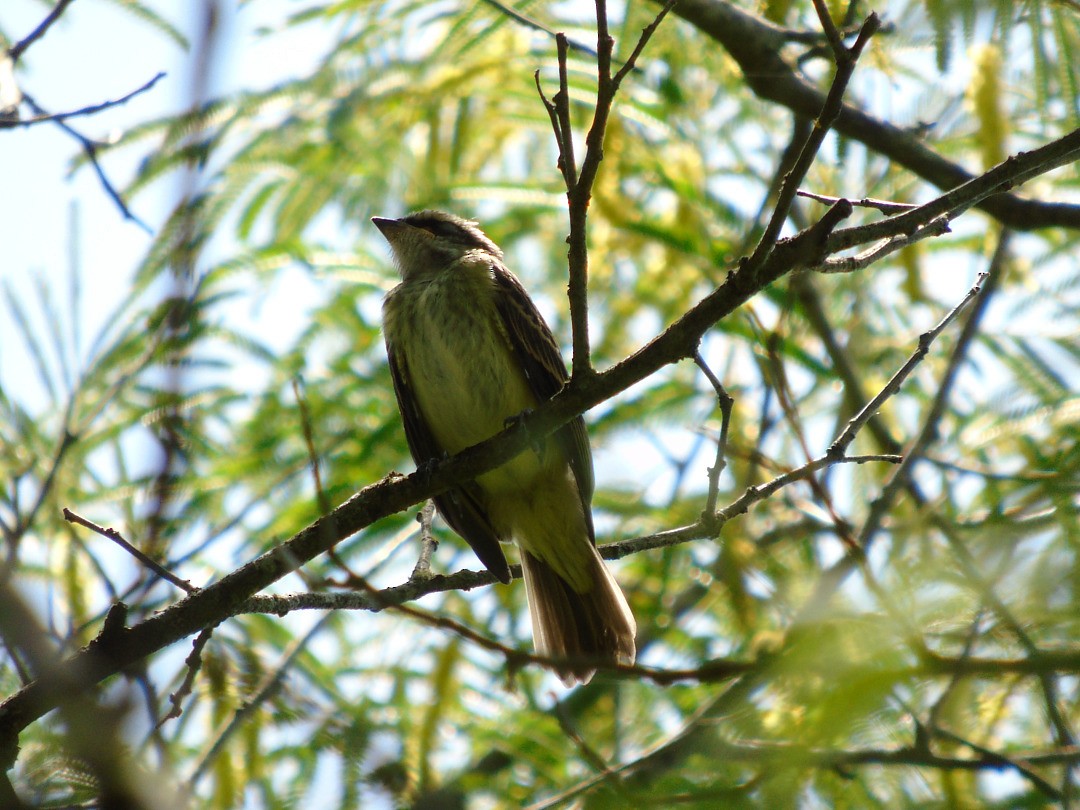 Piratic Flycatcher - ML642302468