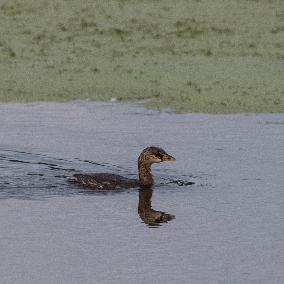 Pied-billed Grebe - ML642302471
